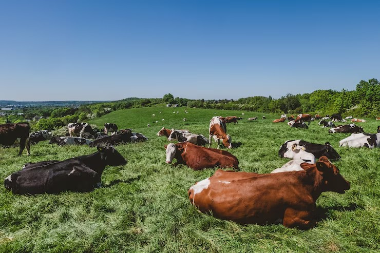 Vaches
