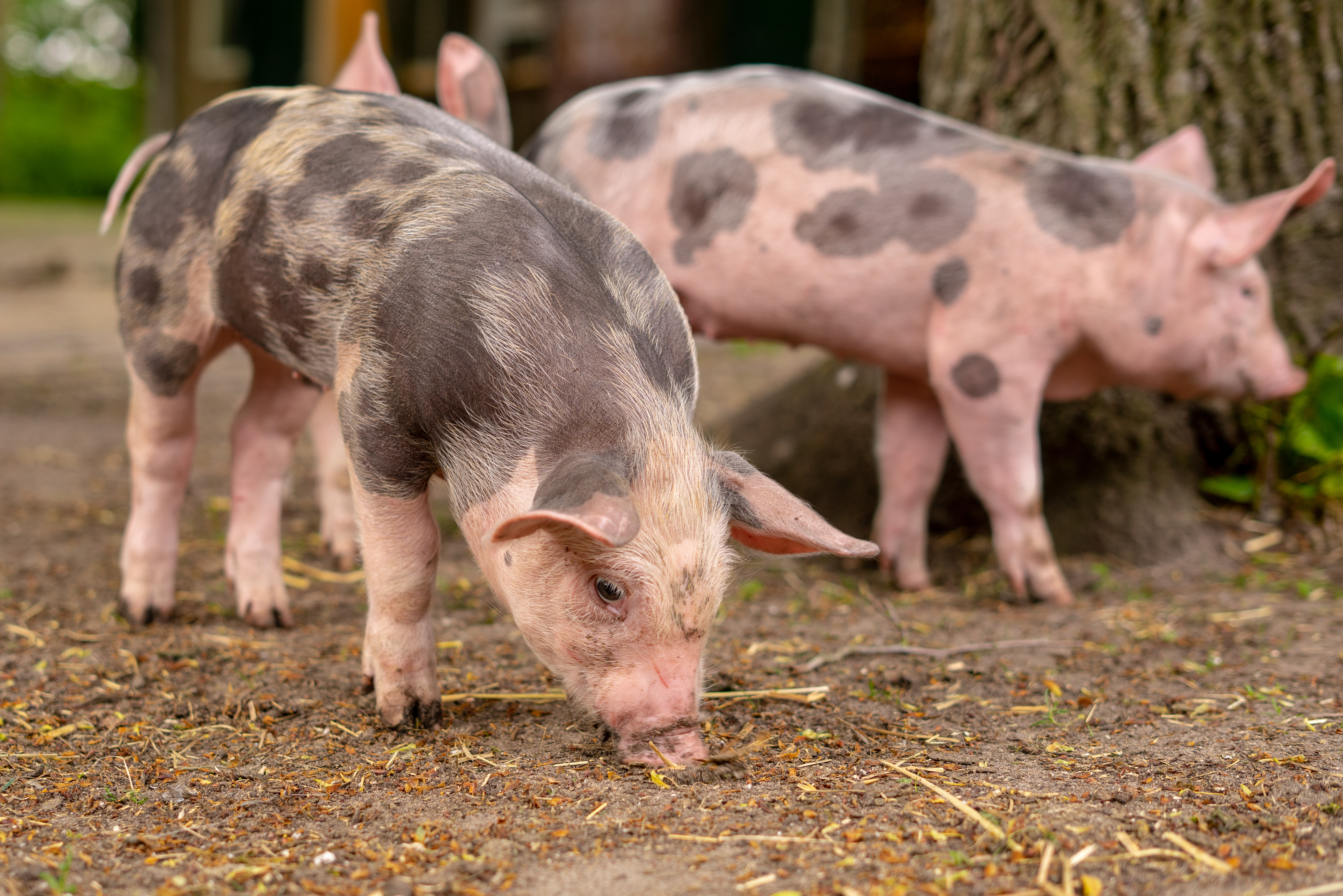 Viande de porc bio